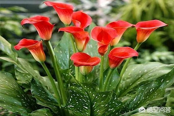 彩色马蹄莲花后处理:彩色马蹄莲上盆用什么土？