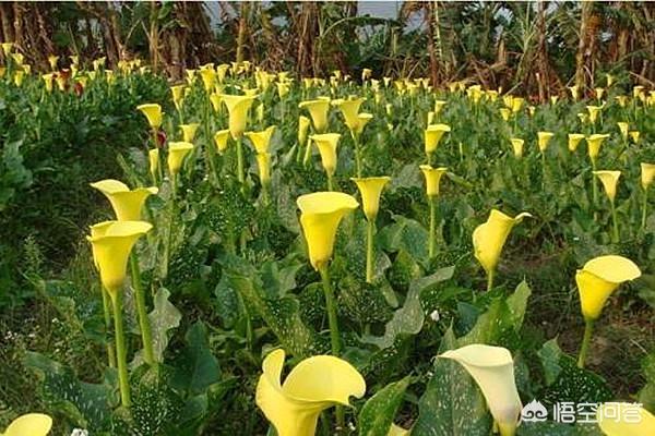 彩色马蹄莲花后处理:彩色马蹄莲上盆用什么土？