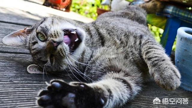 卡尔特猫:卡尔特猫吃东西没胃口瘦了，猫咪瘦了吃什么好？
