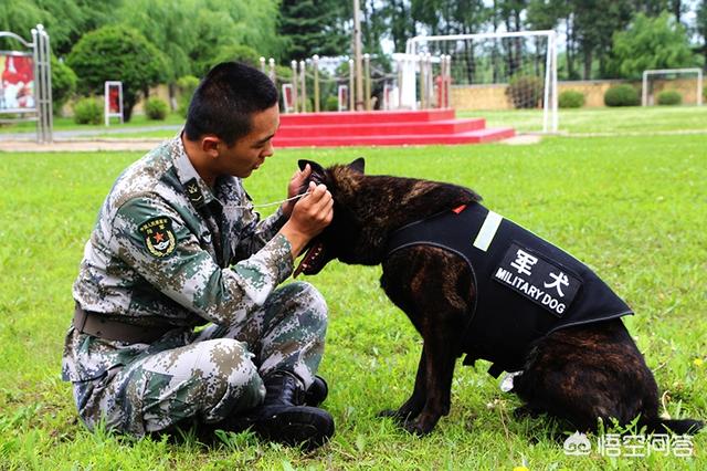 警犬训练:警犬训练计划方案 当兵时，怎么能当上军犬训导员？