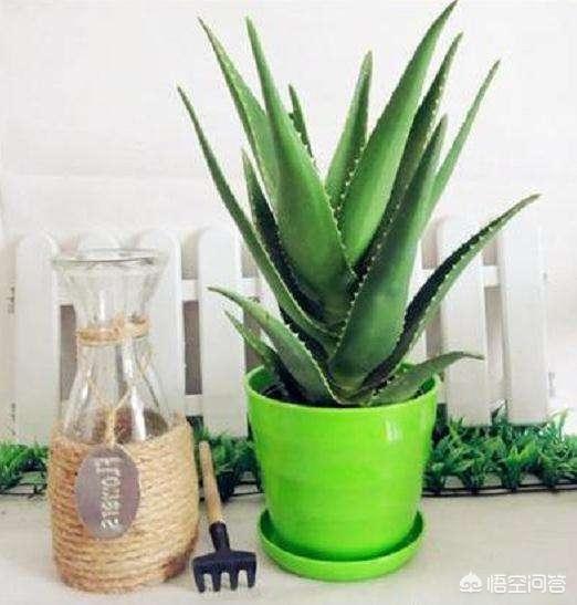 不夜城芦荟爆盆:芦荟新长的侧芽如何取出繁殖？