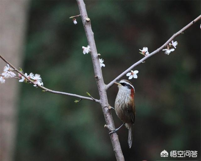 生头画眉鸟的饲养方法及要点:驯养画眉鸟，需要注意些什么呢？