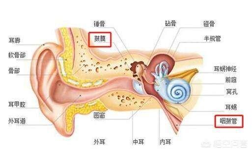 儿童耳朵里面很痒是怎么回事:一岁半的宝宝耳朵痒还有味怎么回事？