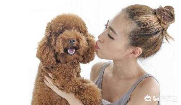 边境牧羊犬性格如何:金毛犬，比熊犬和边境牧羊犬你会选哪个？