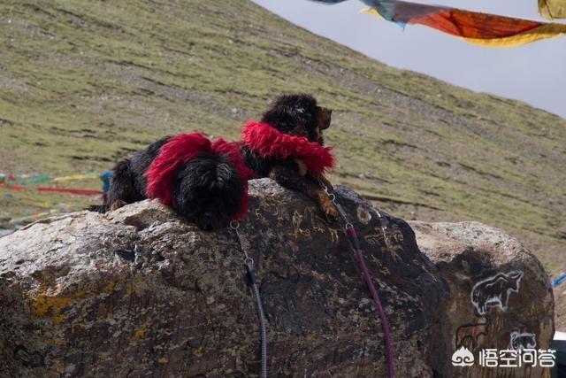 医院治死藏獒陪45万负责人称:云南两保安暴打金毛，狗主人付诸法律是否能够得到赔偿？