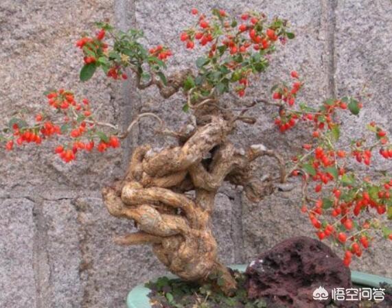 怎样种植枸杞树视频:怎样让枸杞花繁殖的果实多？