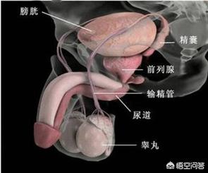 什么是男性绝育手术:谁知道知道男人结扎手术怎么做？有什么影响？精液去哪儿了？