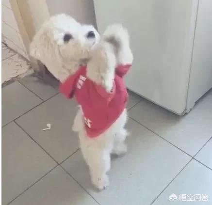 怎么教会狗狗罚站:怎么才能教会狗做“恭喜”呢？