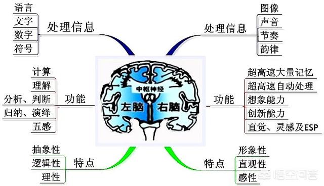 头条问答 - 人的左右脑真的存在分工吗?(11个回答)