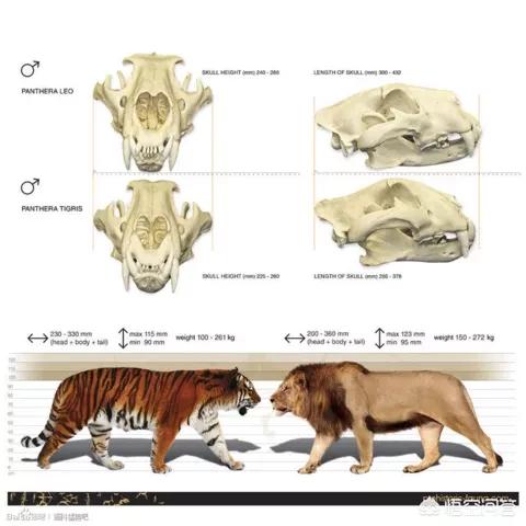 鬼獒咬死狮子视频:老虎真的打不过狮子吗？为什么？