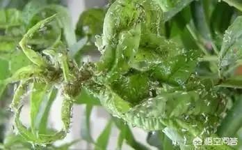 西瓜蚜虫怎么防治:春季是蚜虫大爆发的季节，如何防微杜渐？