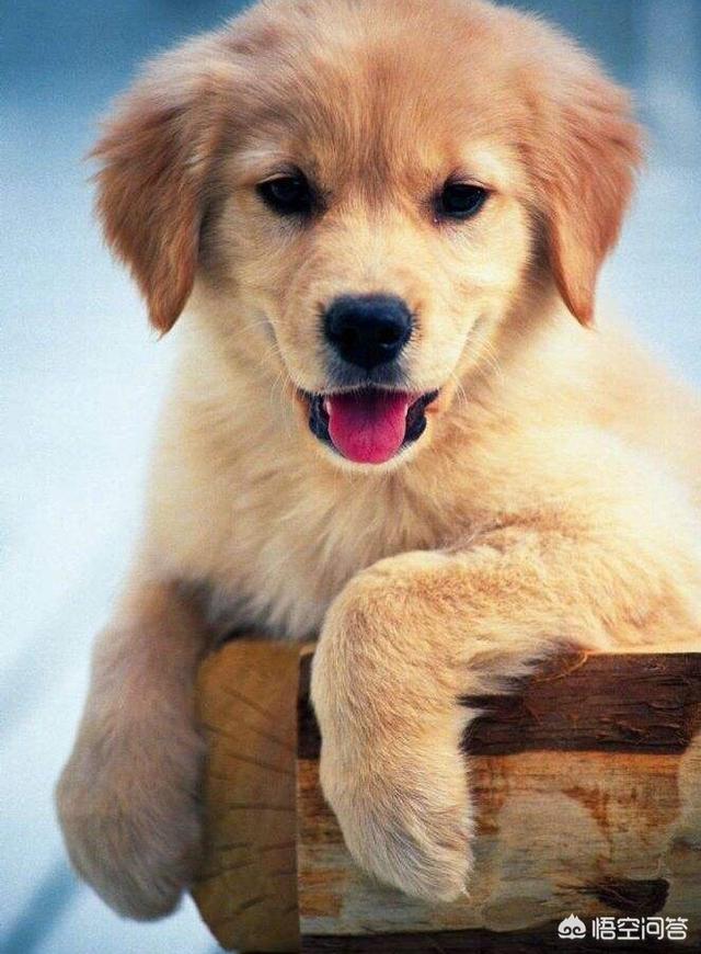 边境牧羊犬训练难度:八个月大的边牧怎么训练？