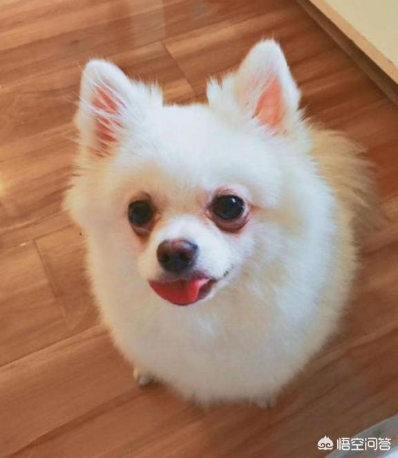 打博美犬视频大全:博美犬犯错之后会有哪些常见的反应？