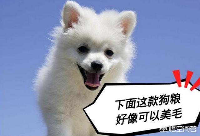 打博美犬视频大全:博美犬犯错之后会有哪些常见的反应？