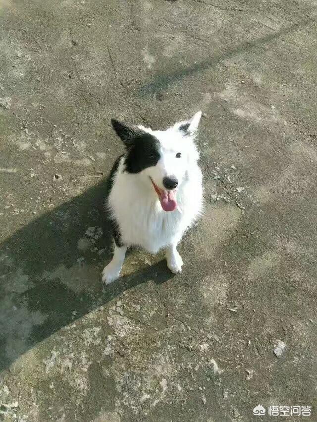 蓝湾牧羊犬打架视频:为什么边牧不爱跟别的狗一起玩呢？