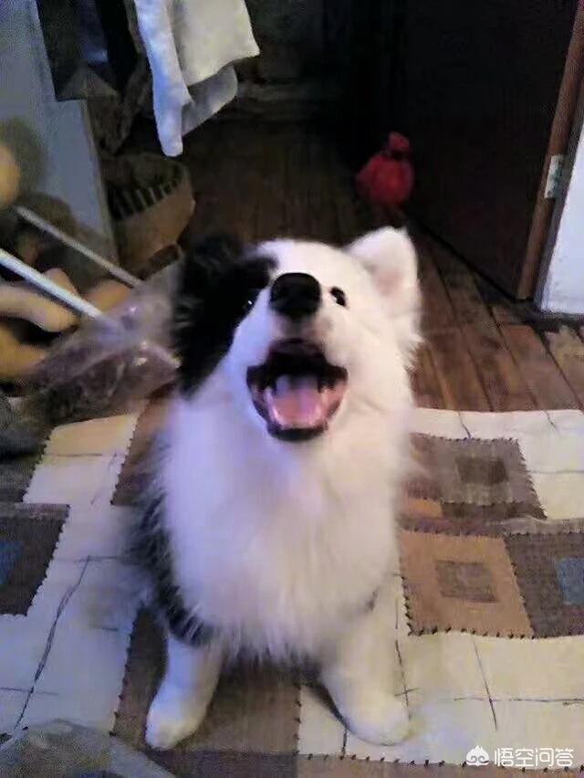 蓝湾牧羊犬打架视频:为什么边牧不爱跟别的狗一起玩呢？