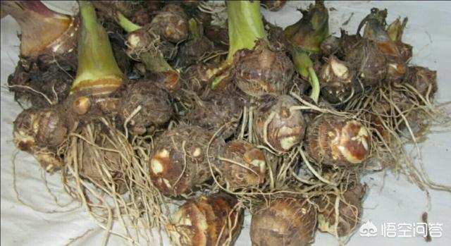 合果芋株高:树地可以种芋头吗？需要注意什么？