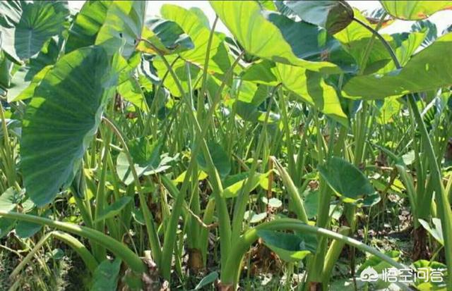 合果芋株高:树地可以种芋头吗？需要注意什么？