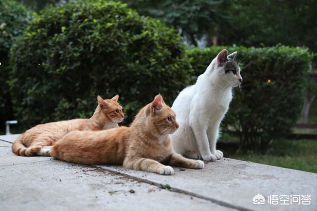 褴褛猫性格:猫喜欢抓人咬人，脾气暴躁，这猫有狂犬病吗？
？