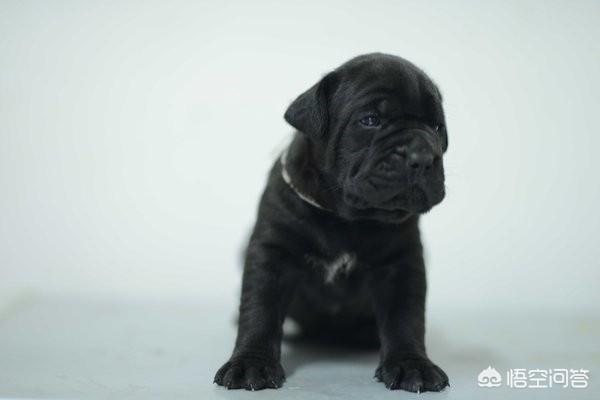 阿拉拜犬与卡斯罗犬打斗视频:什么猛犬可以打败高加索犬？为什么？