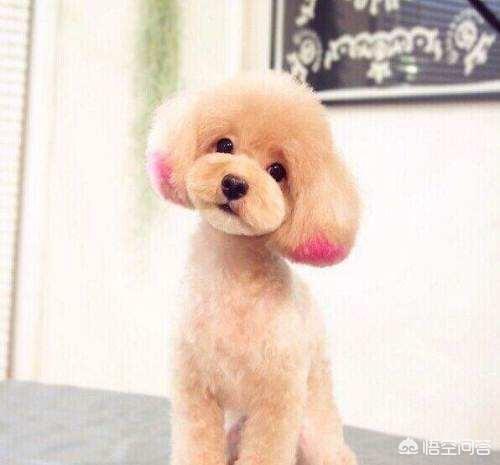 泰迪罚站一晚上视频:在惩罚泰迪犬的时候，应该要注意什么呢？