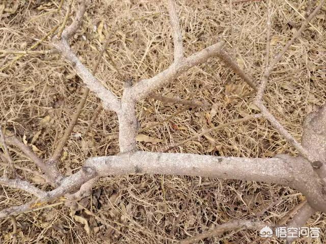 介壳虫 洗衣粉:怎么样防治果树上的蚧壳虫？