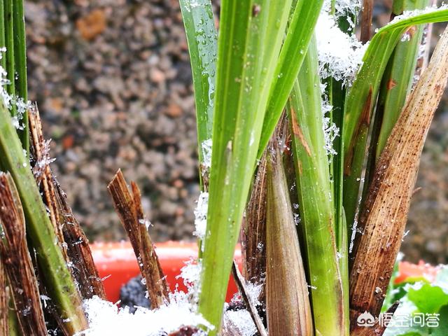 兰花鼠尾草习性:兰花32℃下还能叶面施肥吗？