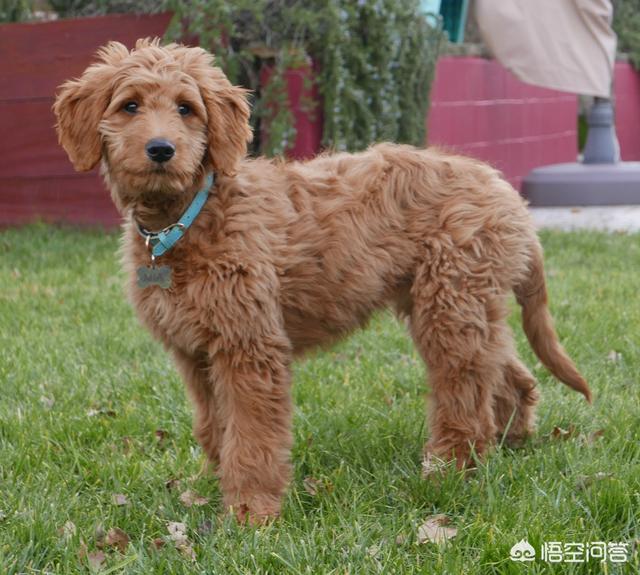 葡萄牙水犬:葡萄牙水犬智商高吗 有点像金毛和泰迪的狗叫什么？