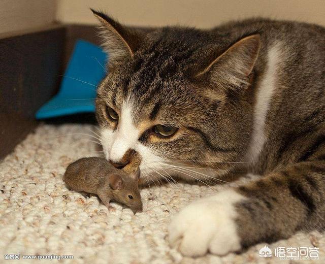 鼠狐猴毒:狂犬病毒由什么产生，所有动物身上都携带狂犬病毒吗？