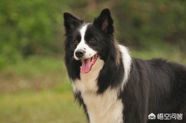苏格兰牧羊犬吃什么食物较好:牧羊犬骨质疏松吃什么好？