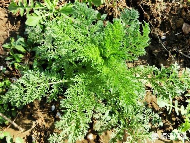 春天麦地里都有什么野菜？