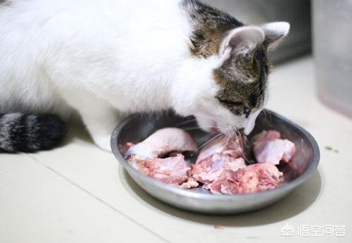 生骨肉猫咪有约论坛:喂养生骨肉，一周不在家怎么办？可以在喂猫粮吗？