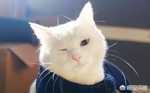 猫咪尿频:临清狮猫尿频尿急会自己好吗？
