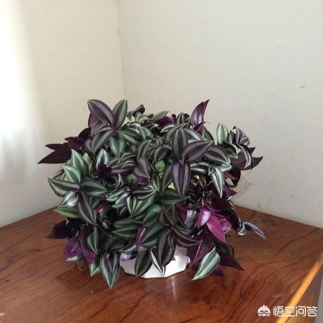 吊竹梅如何繁殖:吊竹梅的养殖方法和注意事项有哪些？