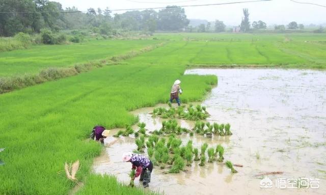 长江中下游地区，种什么品种的水稻好？