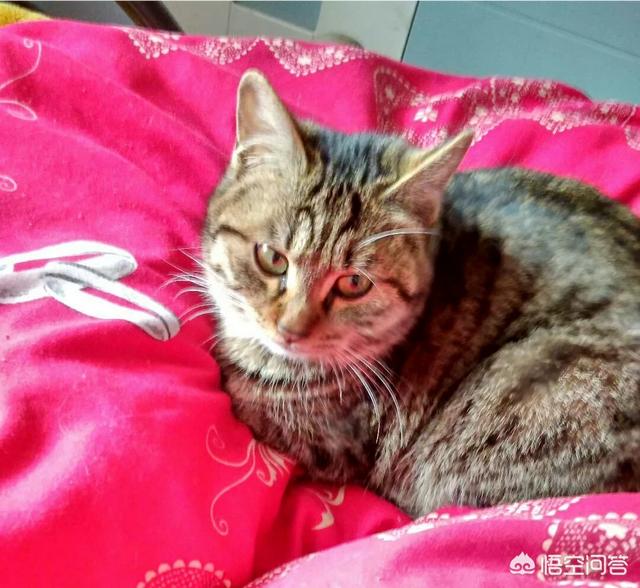 中国狸花猫在国外:在国内非常便宜的狸花猫，为什么在其他一些国家卖那么贵？ 中国狸花猫在国外价格