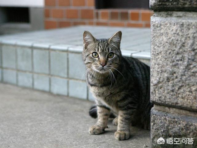 收养流浪猫:家里有“原住民”，可以再收养流浪猫吗？