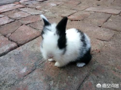 猫咪角膜炎用什么眼药水效果好:猫猫兔眼睛流泪怎么办，猫猫兔眼睛发炎怎么办？