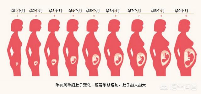 胎儿发育过程图:胎儿发育的40周内，孕妈肚子是怎样一点点变大的？