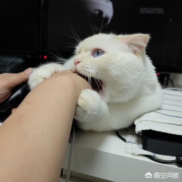 家猫的寿命知乎:猫咪寿命只有十年，如何照顾年老猫咪？