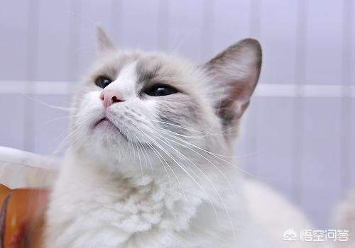布偶猫园: 布偶猫想圆脸该吃什么，布偶猫想肥脸该吃什么？