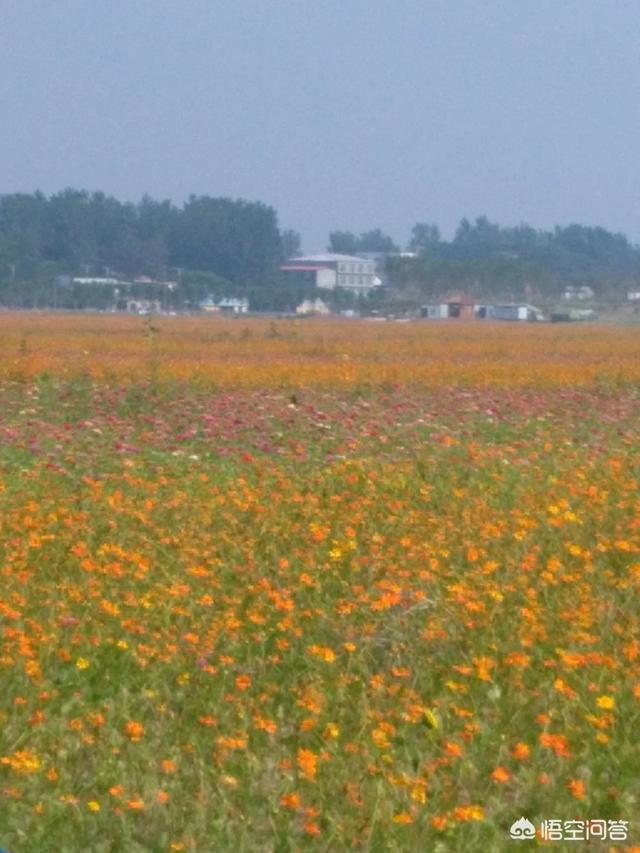 去哪里看油菜花(去哪里看油菜花最好看)