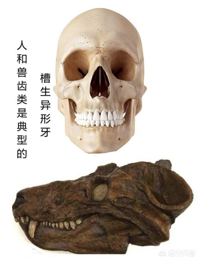 牙齿折断有几种:有什么动物的牙齿是可以再生的吗？