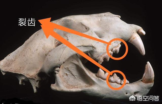 牙齿折断有几种:有什么动物的牙齿是可以再生的吗？