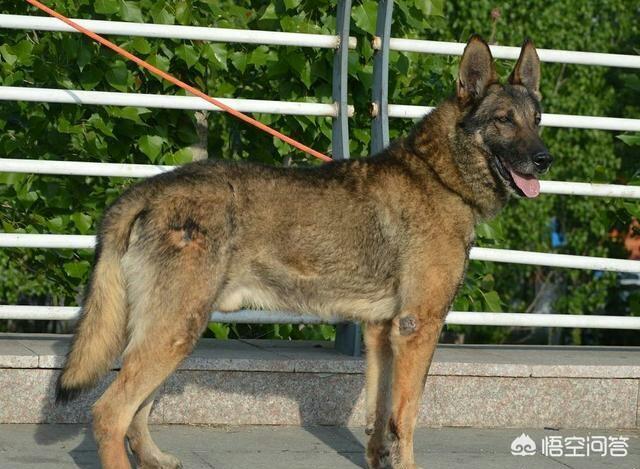 中国工作犬大集合视屏:我国昆明犬的数量还多吗？主要分布在哪些地方？