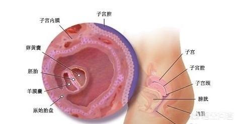 验孕棒如何判断是否怀孕:怎样看验孕棒 验孕棒只有一条杠，但是居然检查怀孕了，是怎么回事？