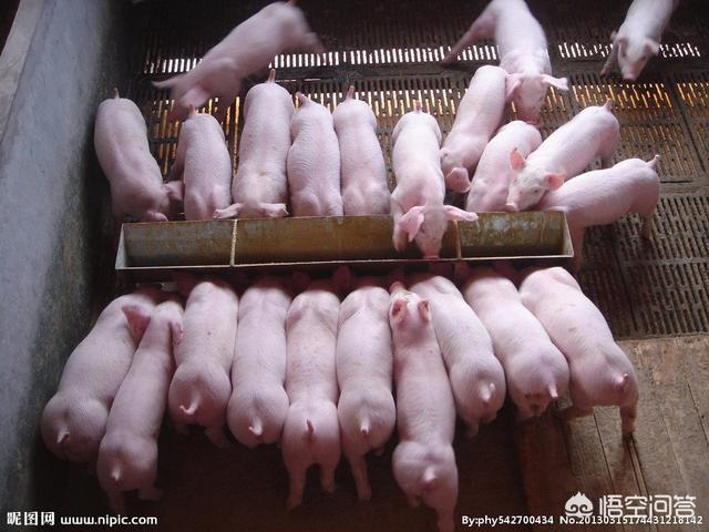 头条问答 - 猪什么时候出栏最好?需要考虑哪些方面的因素?(6个回答)