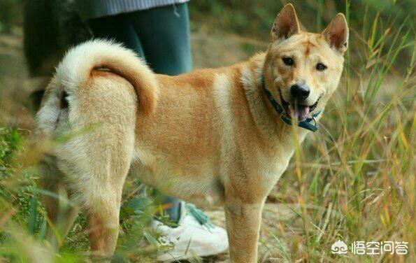 田园犬:在中国不受欢迎的土狗，在国外受欢迎吗？理由是什么？ 田园犬智商排名