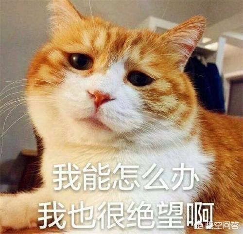买猫别墅好还是猫爬架:养猫不用给猫咪买什么，会用不着，浪费钱？