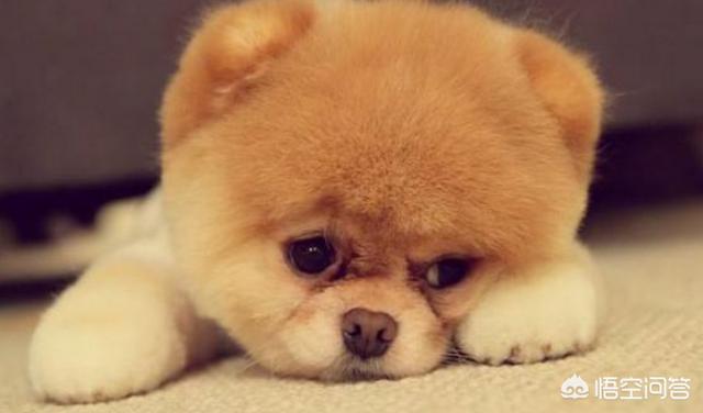 博美犬的寿命是多大:蝴蝶犬VS博美犬之间，谁更胜一筹？